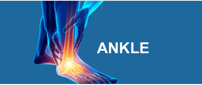 Ankle Ankle