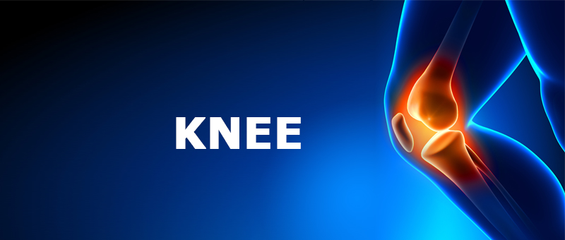 Knee